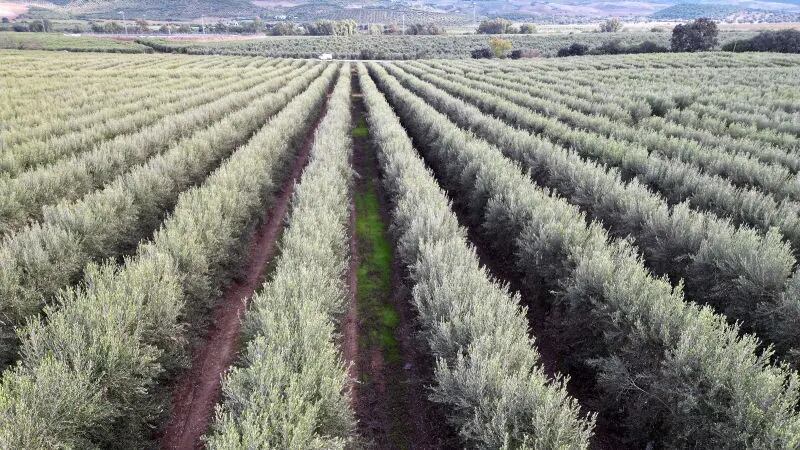 Olivar en superintensivo en Villamartín (Cádiz) . © DATADISTA
