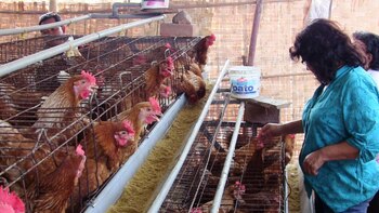 Tenemos 21 millones de gallinas