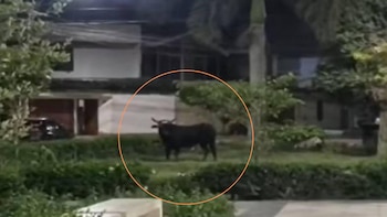 Toro desató el caos y pánico en Chiclayo.