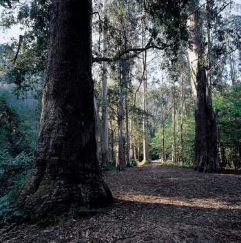 Souto da Retorta, en Lugo