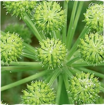 Calma los cólicos estomacales (foto: