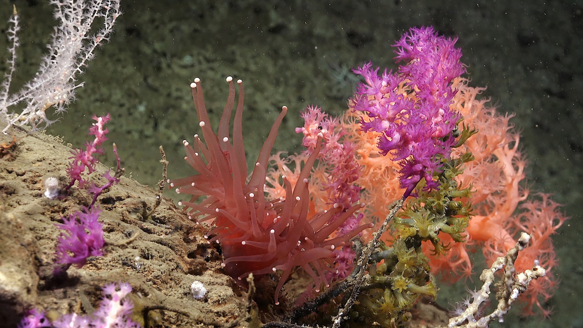 Durante la campaña premiada, el equipo utilizó tecnología avanzada para registrar imágenes inéditas de especies y ecosistemas nunca antes observados en aguas nacionales (Créditos: ROV SuBastian / Schmidt Ocean Institute)