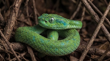 Serpiente verde vibrante enroscada entre ramas secas. Primer plano de su cabeza escamosa con detalles azules y ojo verde de pupila vertical.