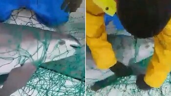 La tragedia de una vaquita