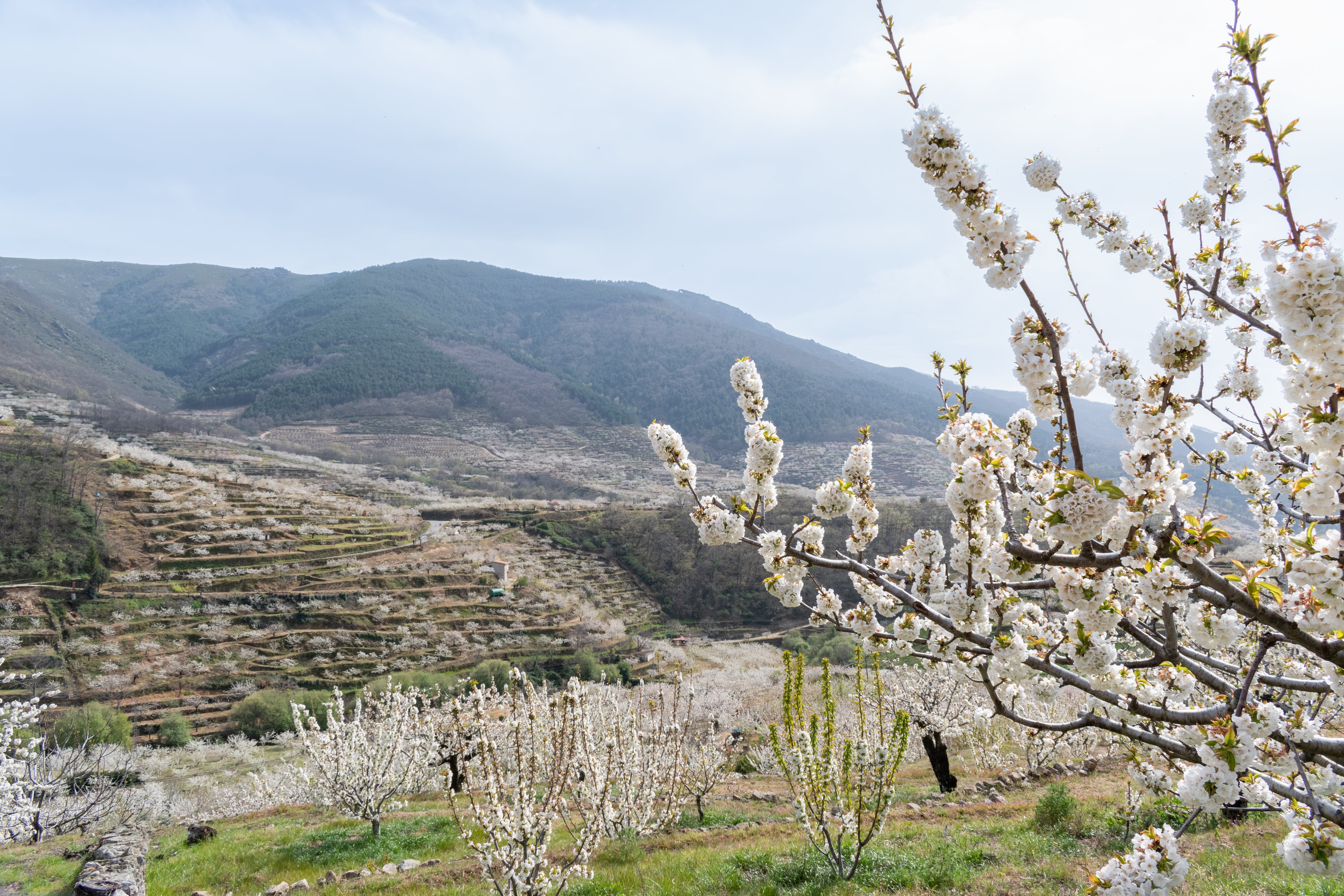 Cerezos en el Valle del Jerte (Adobe Stock).