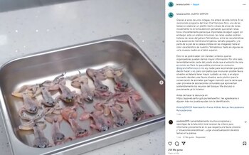 Rechazan uso de ranas durante