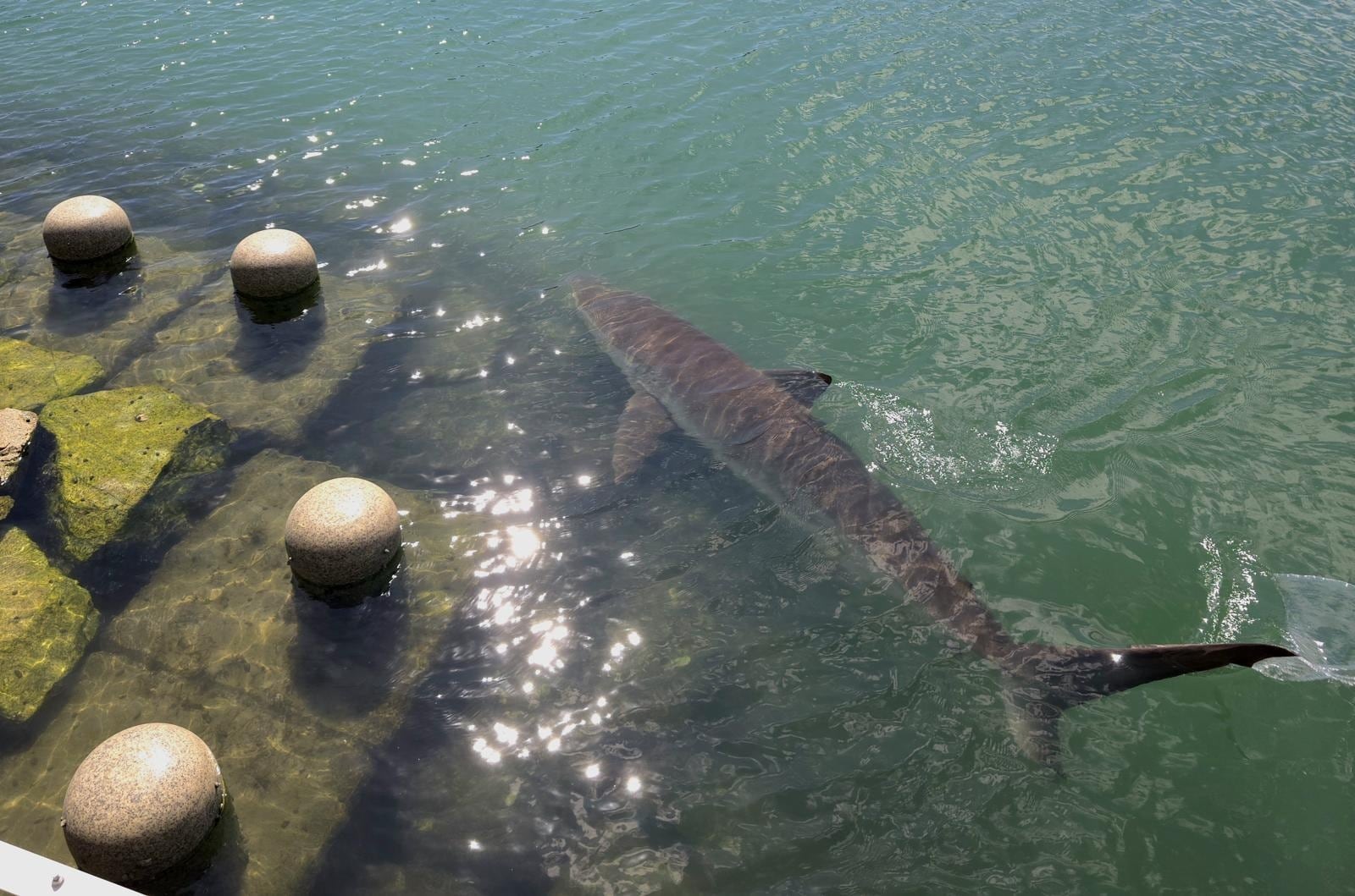 Un tiburón de 3,5 metros quedó atrapado en un canal de Corea del Sur, atrajo a 600.000 personas y ahora es “influencer” de la ciudad
