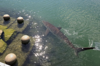 Un tiburón nada en aguas verdosas cerca de esferas de piedra sobre estructuras sumergidas en la orilla