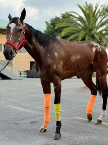 Aunque su recuperación será larga, sus cuidadoras se mantienen optimistas. (Facebook/Seres Libres - Animal Rescue)