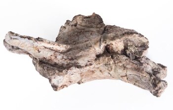 24/07/2025 Vértebra de arcosauromorfo descrita