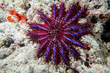 La ingeniería de señales químicas