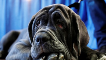 La convivencia con perros grandes