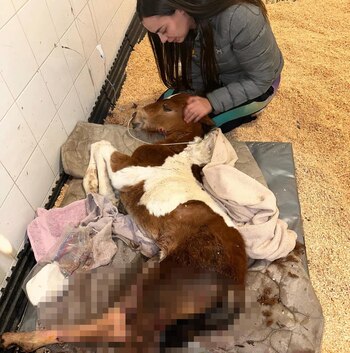 La potranca llegó al hospital