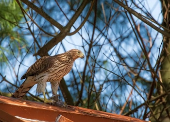Gavilán de Cooper juvenil de plumas marrones y blancas, posado en un tejado naranja. Sostiene una presa en sus talones con ramas y cielo azul de fondo