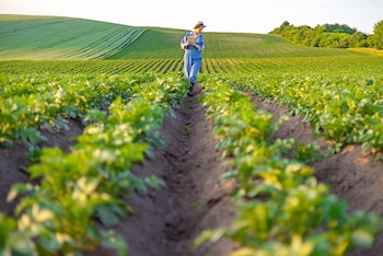 La eficiencia logística adquiere un papel cada vez más relevante para garantizar que los alimentos lleguen a destino con menores costos operativos y mayor previsibilidad (Foto: Shutterstock)