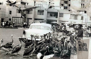 Pelicanos em Lima nos anos 70