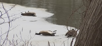 Brote inédito de mortalidad masiva