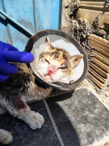 Gata rescatada en Kennedy por