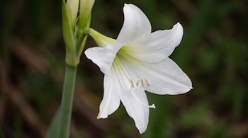 Flor blanca abierta con seis pétalos, estambres con anteras marrones claras y un pistilo en el centro, sobre un tallo verde y fondo oscuro.