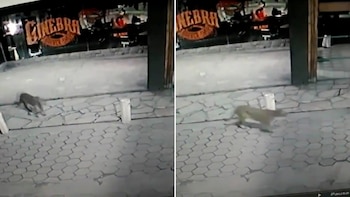 “Probablemente haya recorrido la zona