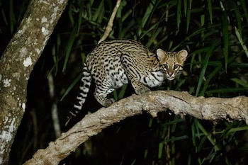 Felino pequeño de pelaje moteado y cola larga sobre una rama gruesa con follaje verde de fondo