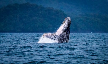 La temporada de avistamiento en Panamá se extiende entre junio y octubre, cuando llegan ballenas jorobadas desde el hemisferio sur. Tomada de MiAmbiente
