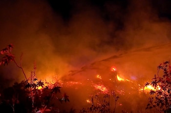 Llamas y humo denso cubren una ladera nocturna detrás de la silueta de varias plantas en primer plano