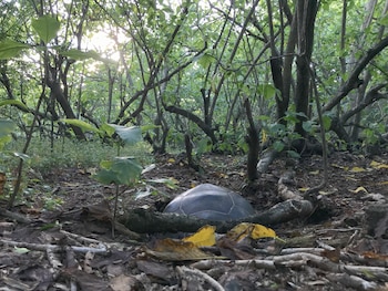 La reintroducción de solo 10 tortugas gigantes de Aldabra en la isla de Aride (Seychelles) ha permitido restablecer en seis meses procesos ecológicos que habían desaparecido hace más de 180 años
