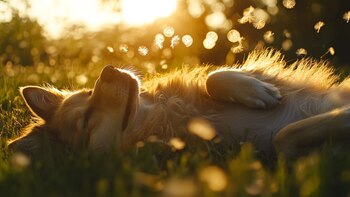 Los perros buscan regular su temperatura corporal cambiando de lugar si sienten frío o calor - (Imagen Ilustrativa Infobae)