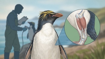 El enigma anatómico resuelto sobre la movilidad del pingüino de penacho amarillo sorprende a la ciencia