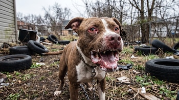 Perro Pitbull