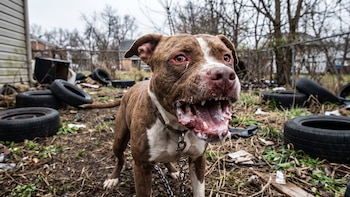 Tragedia en Moreno: un pitbull mató a un nene de 4 años y detuvieron a su madrina, que había quedado a cargo del niño