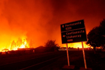 Árboles son consumidos por las