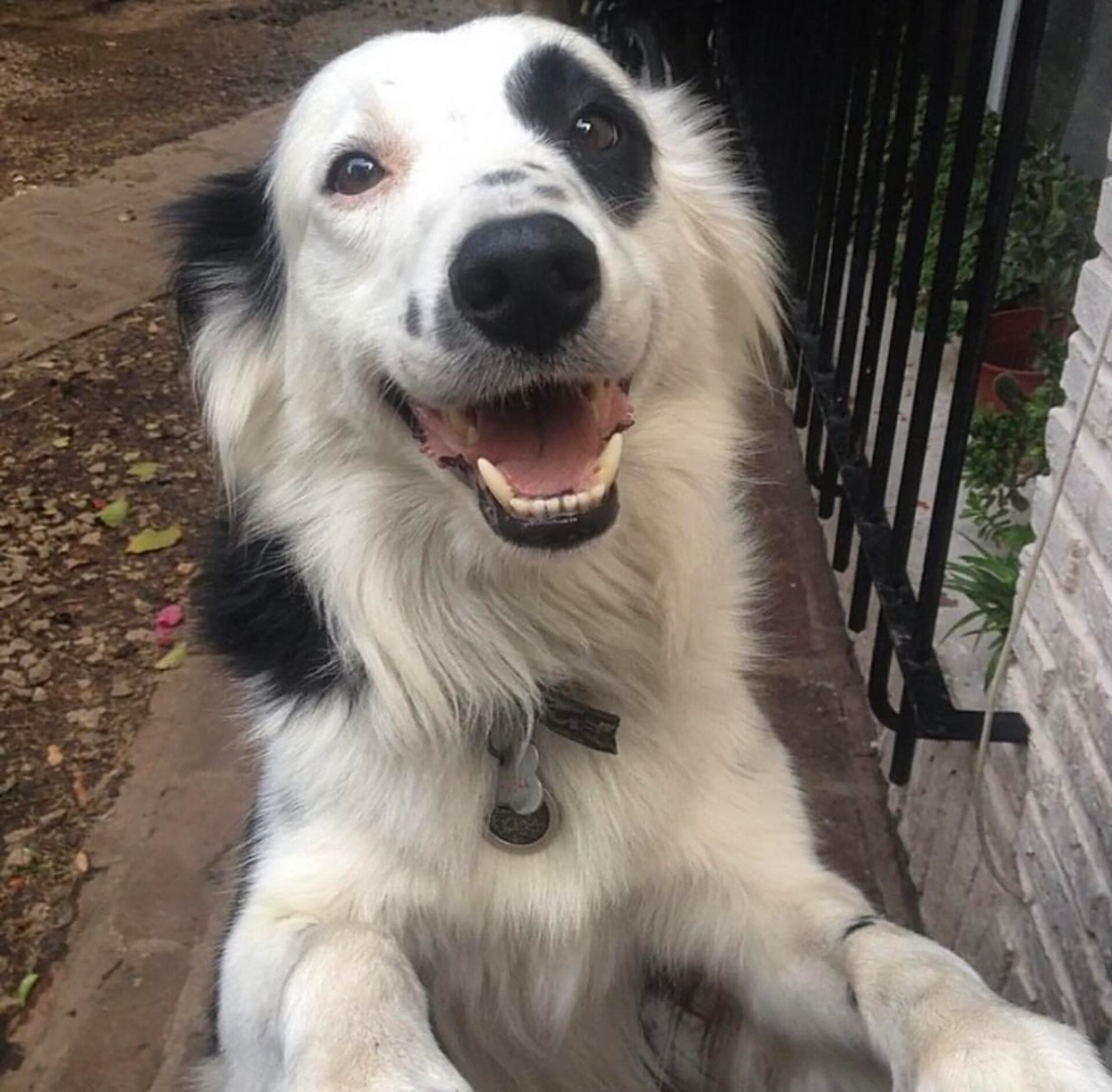 Jack, el border collie de Gustavo Cerati y Chloe Bello, falleció a raíz de un ACV en abril de 2024
