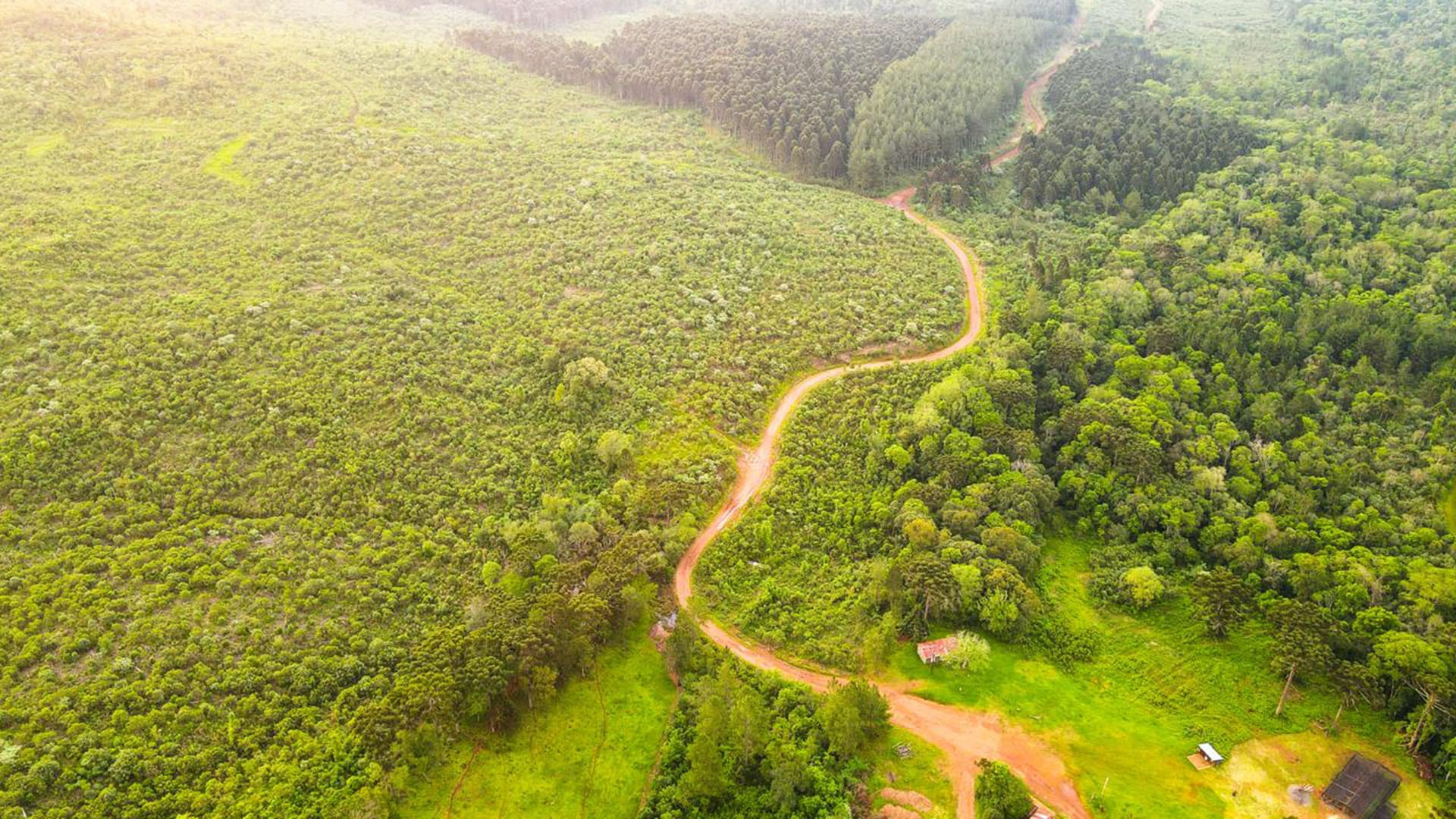 Vista aérea de una de las áreas de restauración de bosques nativos en Misiones
