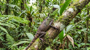 Un lagarto de cabeza verde y cuerpo marrón oscuro se sujeta a una rama de árbol cubierta de musgo en un denso bosque verde.