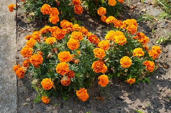 Florece en verano y tiene un color muy llamativo