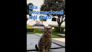 Michistro - Panchito - Día Internacional del Gato - Palacio de Gobierno - Perú - historia - 8 agosto