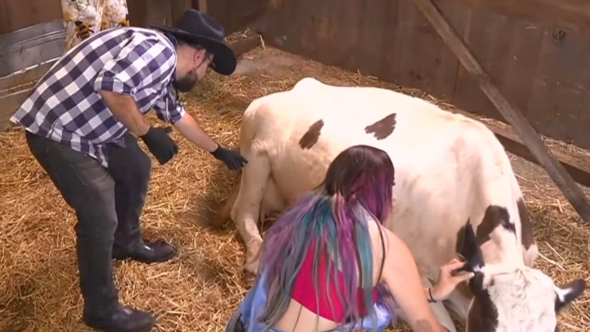 El veterinario confirmó la presencia de garrapatas adheridas a la piel de las vacas tras la revisión en el granero. (Captura de pantalla )