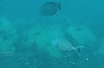Dos peces nadan en agua de color azul verdoso sobre un lecho rocoso sumergido