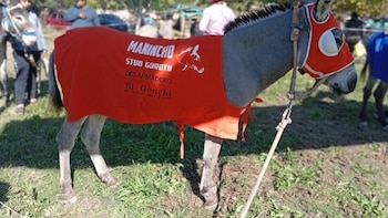 Mataron un burro premiado en un pueblo de La Rioja: hay dos detenidos y bronca en los vecinos