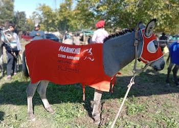 Un burro gris con una manta roja con inscripciones y una capucha roja con anteojeras permanece atado en un terreno con pasto y árboles
