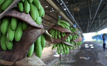 La producción de banano se ha logrado y asciende del tercer al segundo lugar en las exportaciones nacionales. (Mici)