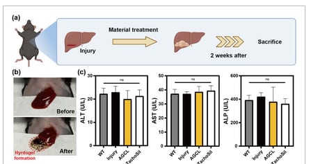 Los ensayos en animales demostraron alta biocompatibilidad mínima hemólisis y una eficacia antibacteriana cercana al cien por ciento (Kaist)