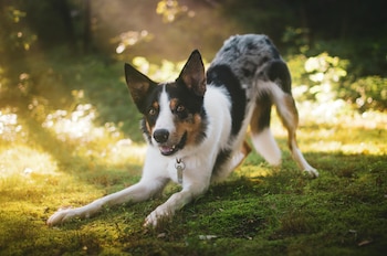 Un border collie estirándose en el césped.