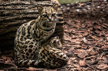 Un margay adulto con pelaje manchado y su cría descansan sobre trozos de corteza seca al lado de un tronco de madera