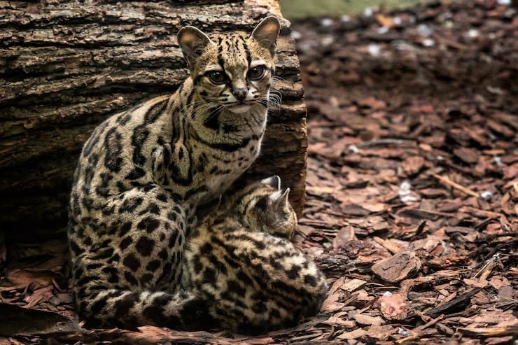 Los veterinarios de Costa Rica advierten por enfermedades como la peritonitis infecciosa y el distemper canino o moquillo, ya detectado en jaguares y ocelotes (Magnific)