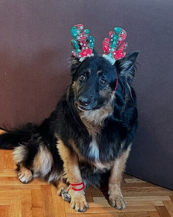 Una de las mascotas de