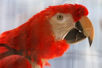 La presión del tráfico ilegal afecta a la mitad de las 20 especies nativas de loros de México, ninguna mejoró su situación en los últimos treinta años (REUTERS/Mike Blake)