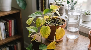 PLANTAS HABLAN DECO